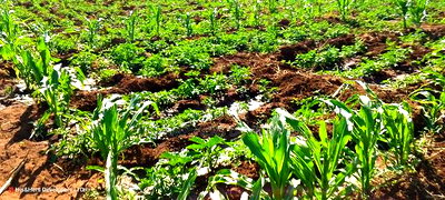 11 Acres at 1.3M Per Has Title Deed in Lower Subukia Limuru. - Image 6