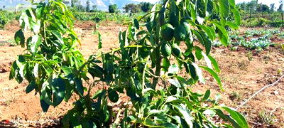 11 Acres at 1.3M Per Has Title Deed in Lower Subukia Limuru. - Image 12