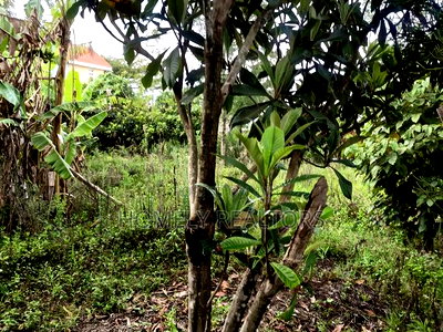 Eighth Acre Plot in Ngong at Merisho Matasia Near the Tarmac - Image 3