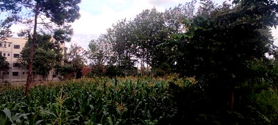 3/4 Acre Commercial Plot for Sale at Thindigua - Image 6