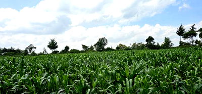 2 Acres for Sale in Chepkanga Eldoret - Image 3