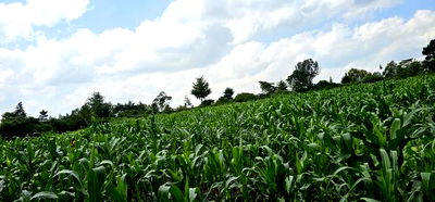 2 Acres for Sale in Chepkanga Eldoret - Image 2