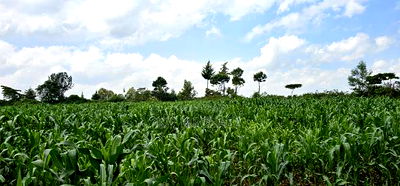 2 Acres for Sale in Chepkanga Eldoret - Image 4