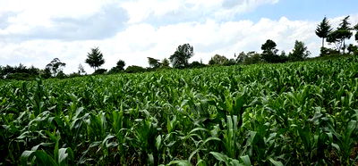 2 Acres for Sale in Chepkanga Eldoret - Image 5