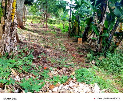 Land for Sale - Image 6