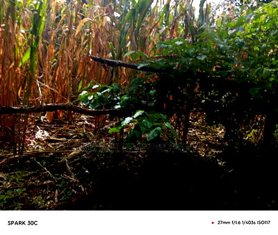 Land for Sale - Image 7