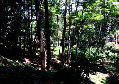 1 Acre Commercial Plot with Garden - Kilimani