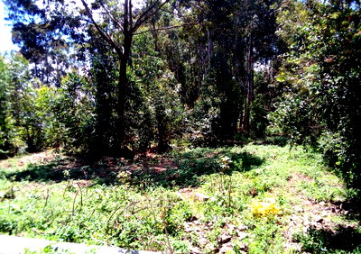 1/2 Acre Ridgeways Plot at KSh 40M