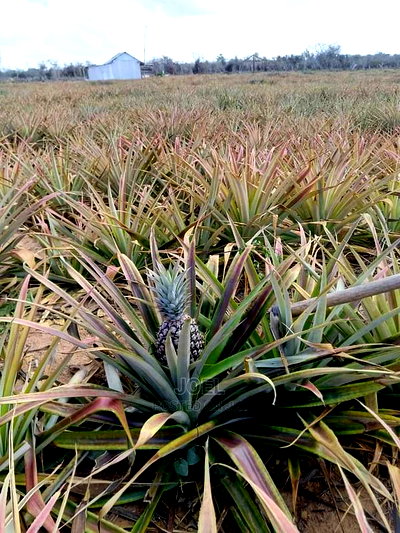 Malindi 20,000 Acres Lands for Sale - Image 1