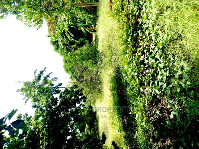 3bdrm Bungalow in Kikambala for Sale - Image 9