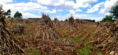 Plots for Sale Proposed MTRH Kibulgeny Kiplombe Eldoret - Image 6