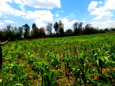 12 Acrea Touching River. Located Nanyuki via Narumoro - Image 6