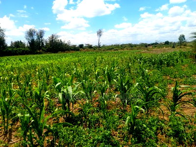 12 Acrea Touching River. Located Nanyuki via Narumoro - Image 4