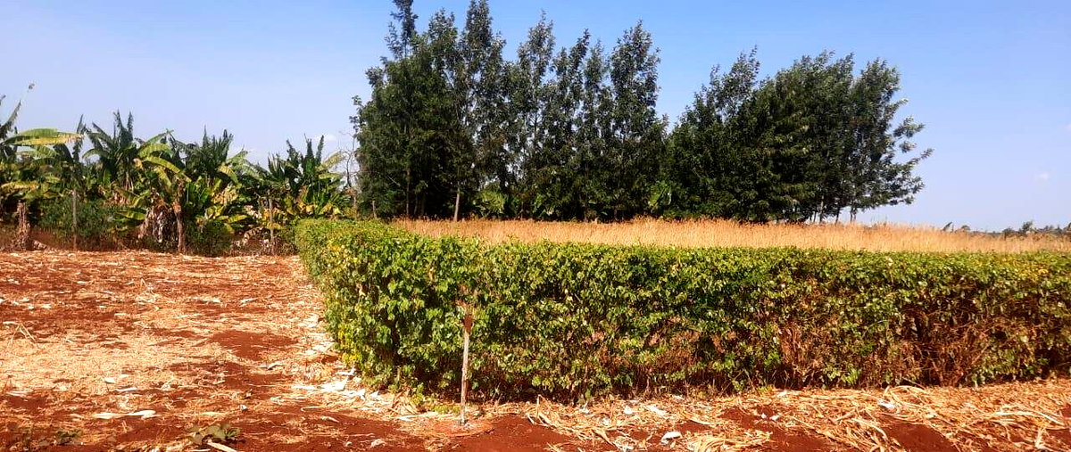 1/8 Acre Plot for KSh 2.8M