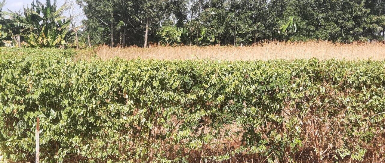 1/8 Acre Plot for KSh 2.8M