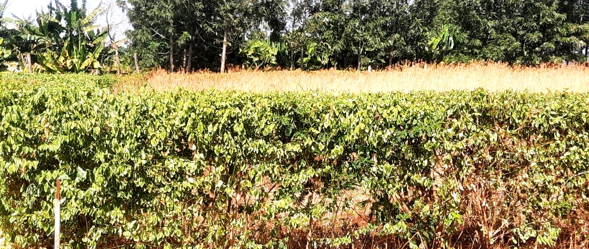 1/8 Acre Plot for KSh 2.8M