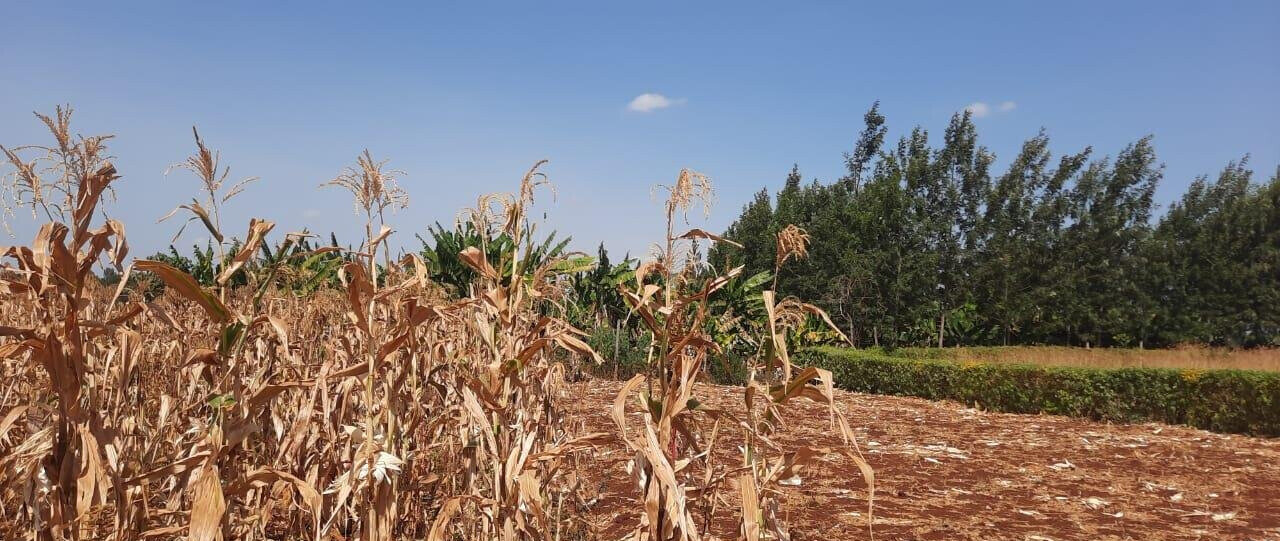 1/8 Acre Plot for KSh 2.8M