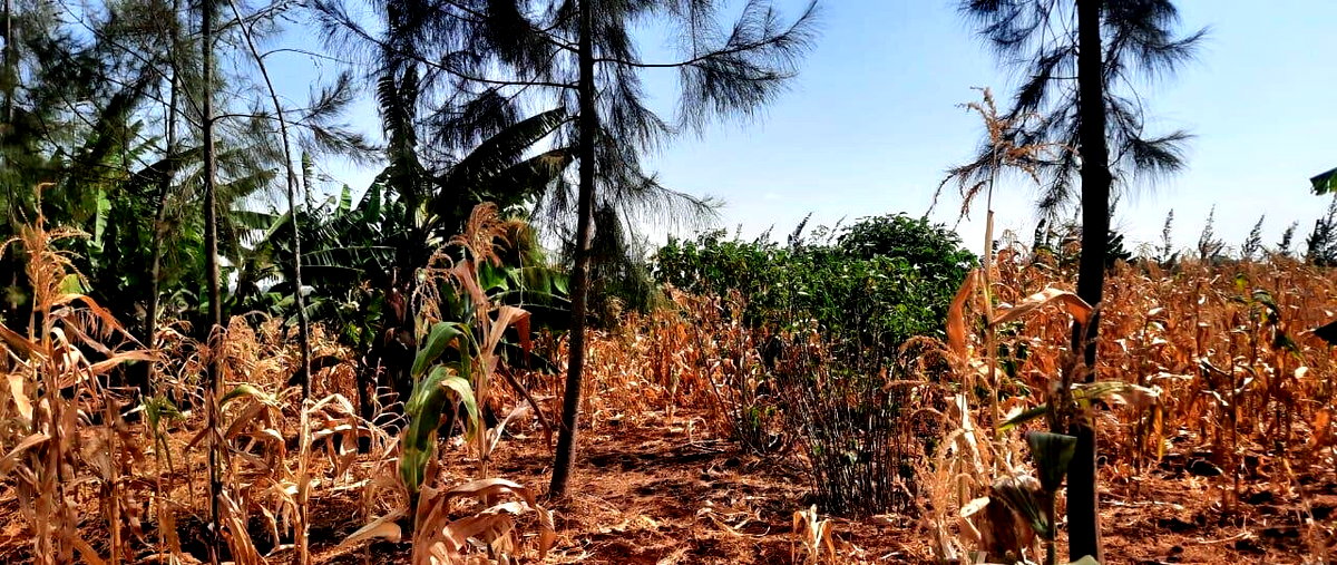 1/8 Acre Plot for KSh 2.8M