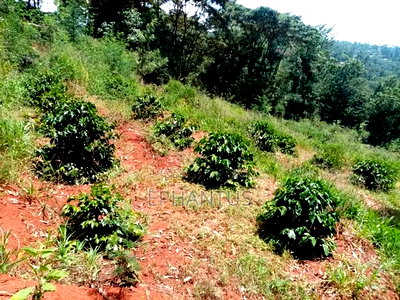 6.5 Acres Land With a 4 Bedroom House for Sale - Image 2