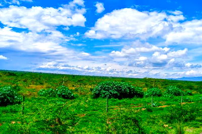 Success Gardens - Nakuru - Image 11