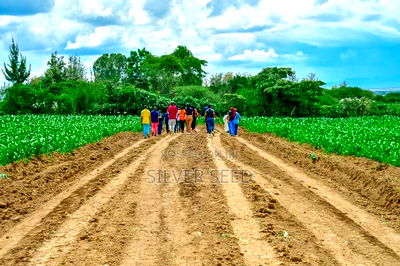 Success Gardens - Nakuru - Image 3