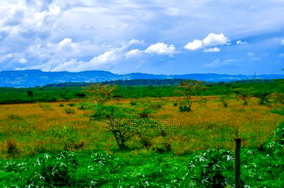 Success Gardens - Nakuru - Image 8