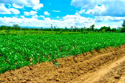 Success Gardens - Nakuru - Image 4