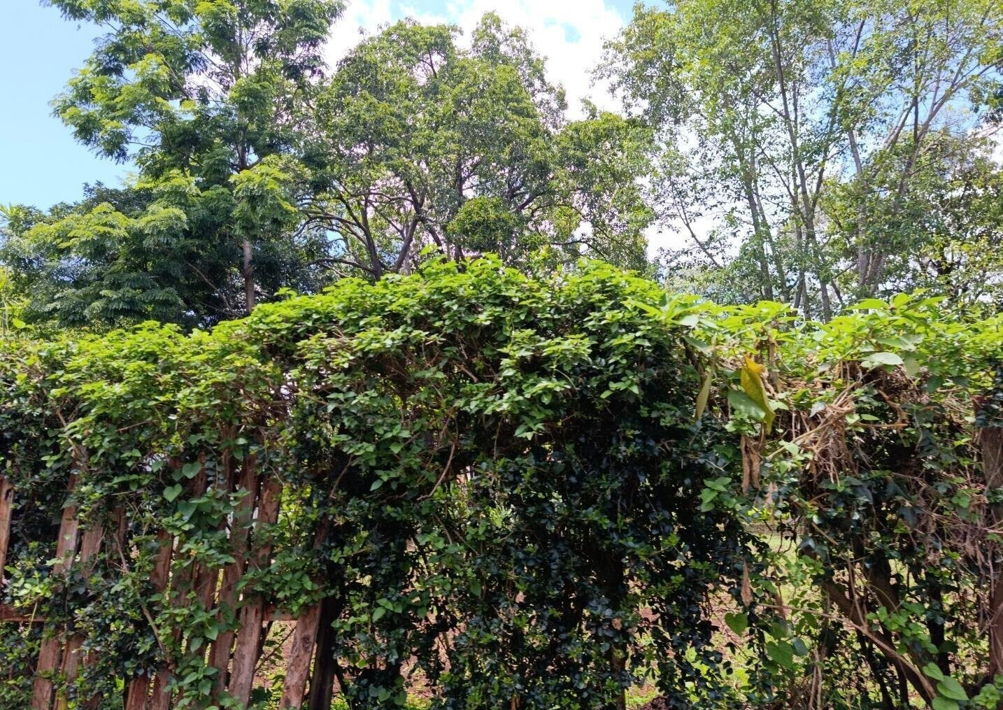 1-Acre Plot with Garden in Thigiri
