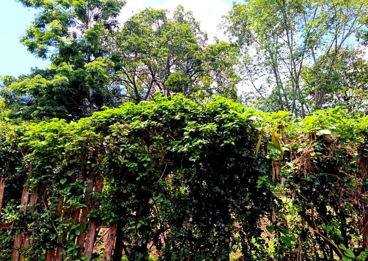 1-Acre Plot with Garden in Thigiri