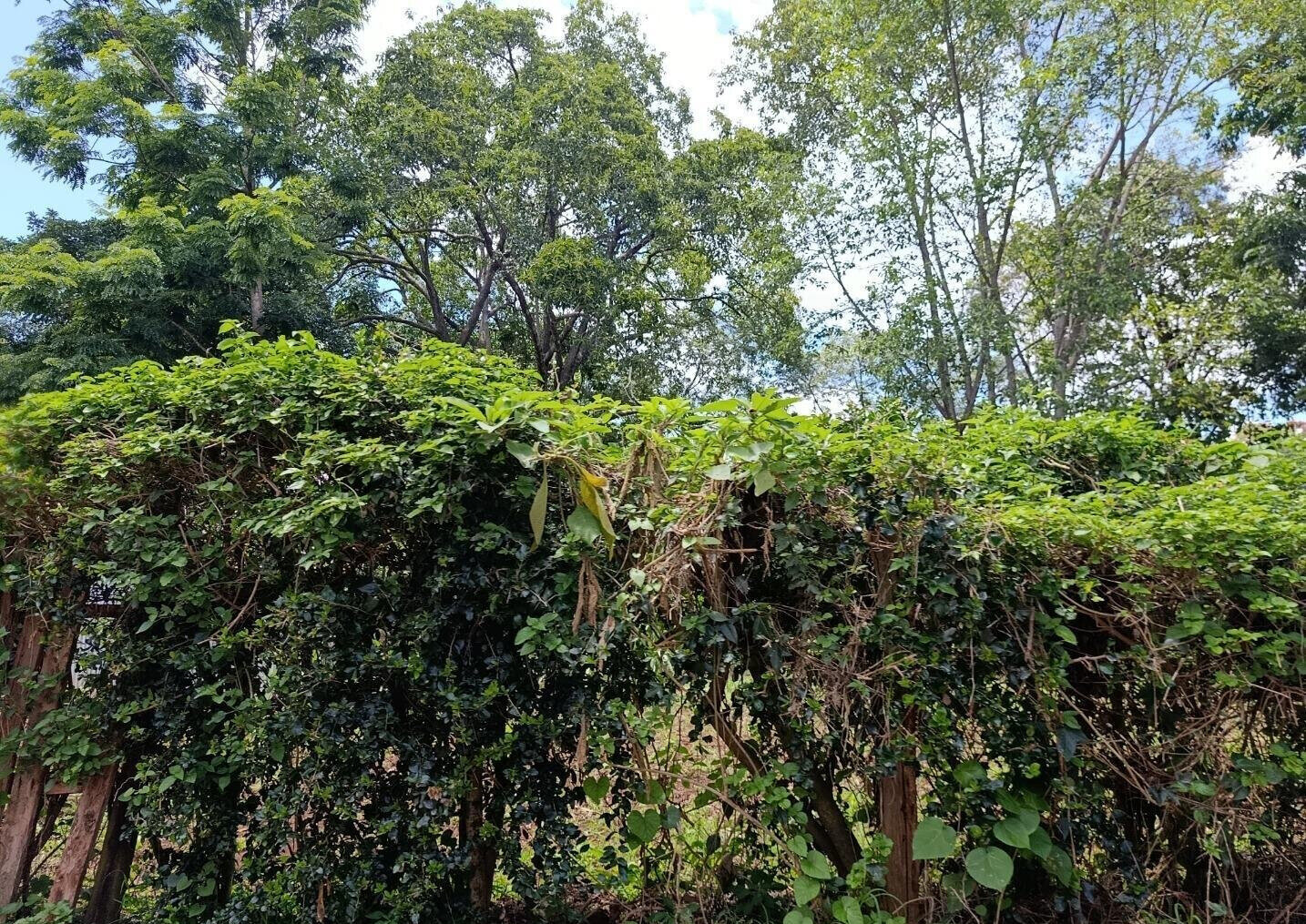 1-Acre Plot with Garden in Thigiri