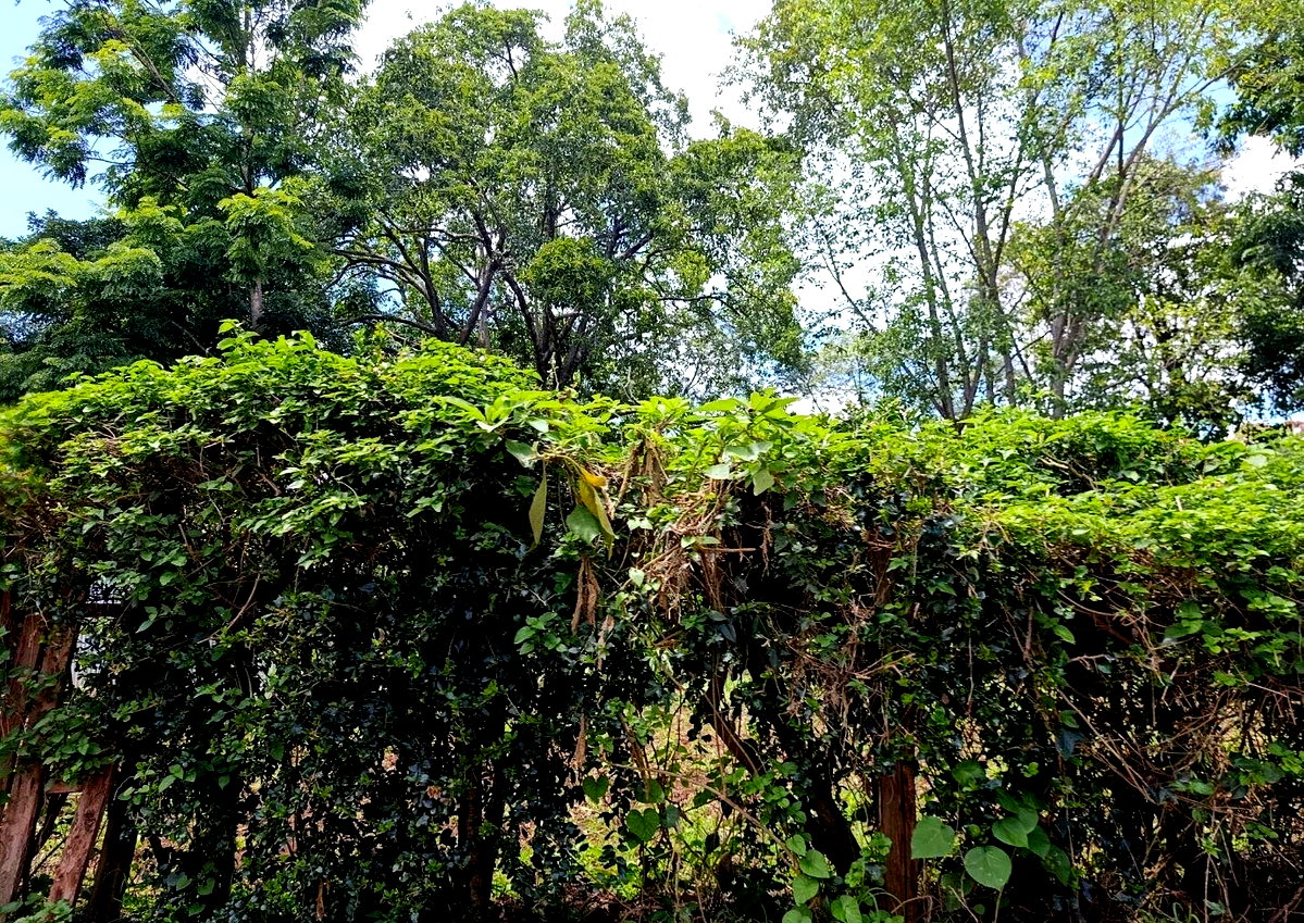 1-Acre Plot with Garden in Thigiri
