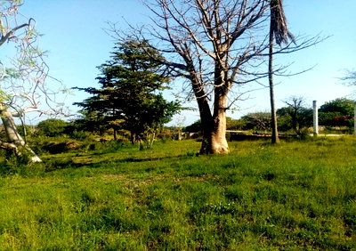 4-Acre Pet Friendly Plot in Malindi