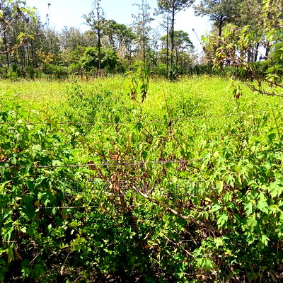 1acre Land for Sale at Kenol Touching Kenol Marua Highway - Image 2