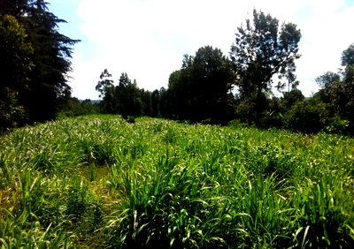 2-Acre Garden Plot with Parking - Limuru