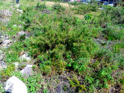 Prime 100*100 Plot for Sale Syokimau Parliament Road - Image 6