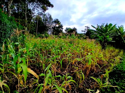 Distress Sale! 100 by 100 Plot in Olkeri, Ngong - Image 2