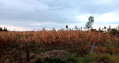 2-Acre Land at KSh 6M