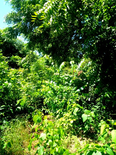 1/2 Acre Plot at End of 2nd Row, in Diani Beach. - Image 1