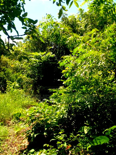 1/2 Acre Plot at End of 2nd Row, in Diani Beach. - Image 2