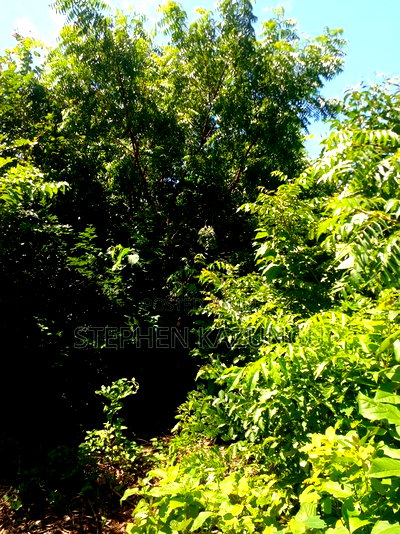 1/2 Acre Plot at End of 2nd Row, in Diani Beach. - Image 7