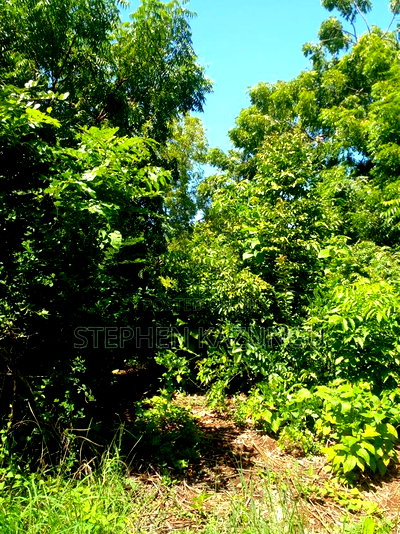 1/2 Acre Plot at End of 2nd Row, in Diani Beach. - Image 8