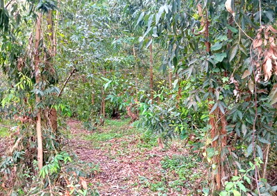 KSh 45M Garden Plot with Parking