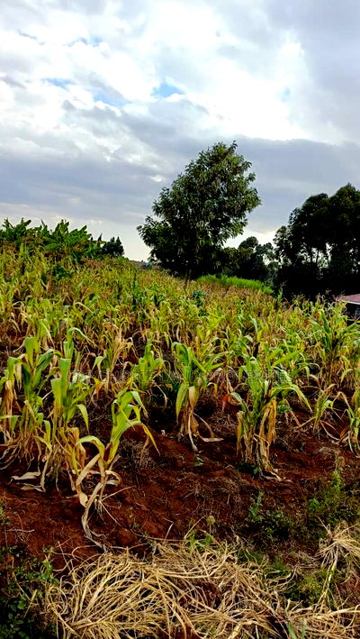 Prime Investment Opportunity - Rironi Kiroe - Image 3