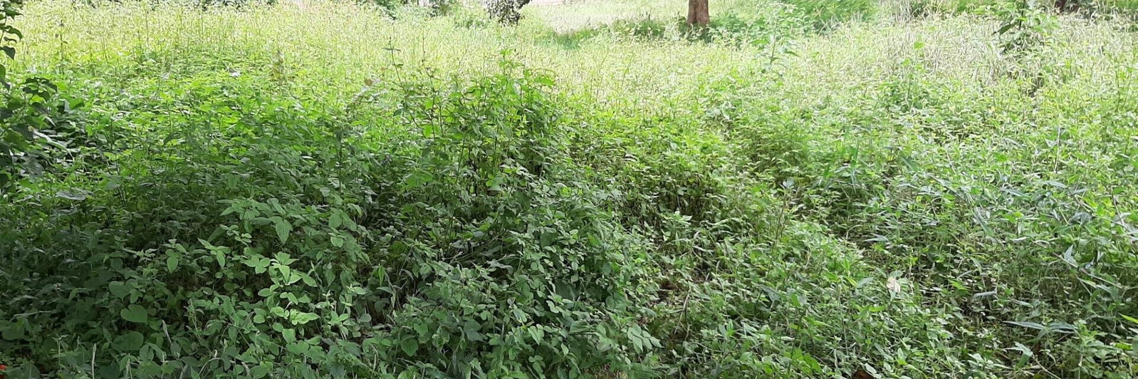 1 Acre Garden Plot in Ridgeways