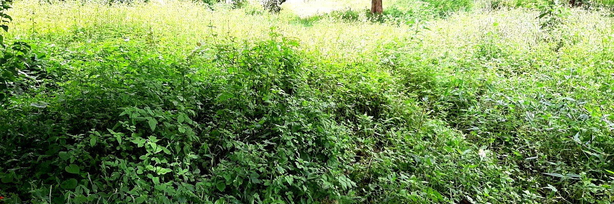 1 Acre Garden Plot in Ridgeways