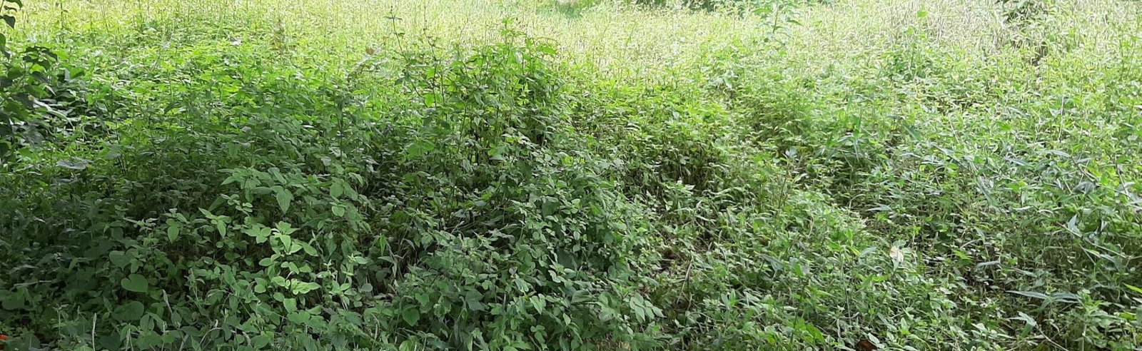 1 Acre Garden Plot in Ridgeways