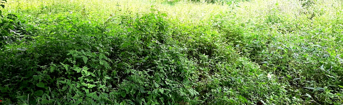 1 Acre Garden Plot in Ridgeways