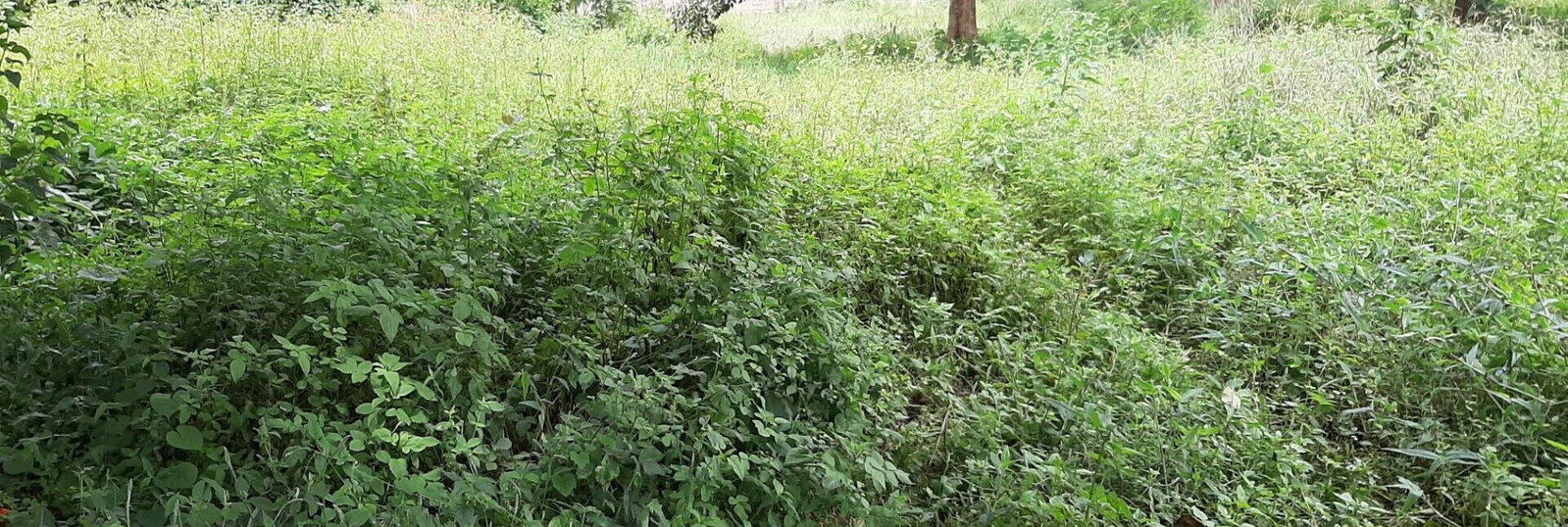 1 Acre Garden Plot in Ridgeways