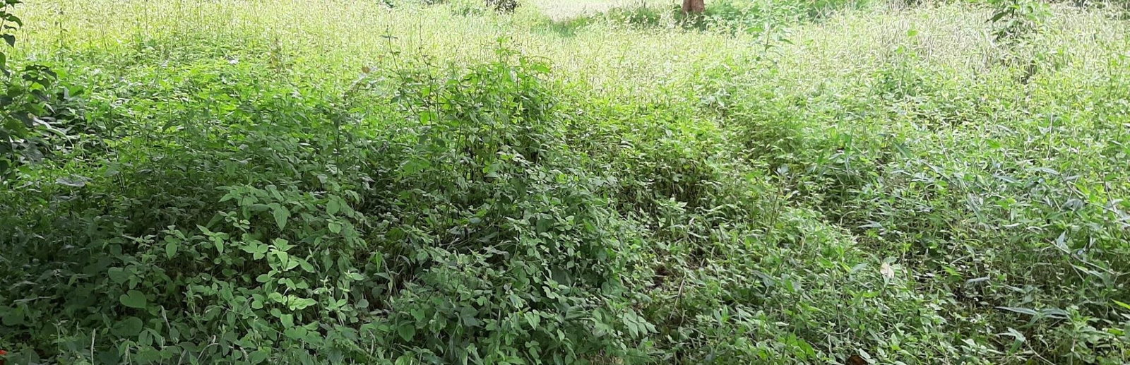 1 Acre Garden Plot in Ridgeways