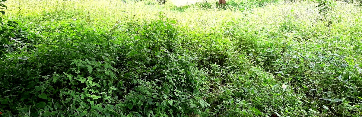1 Acre Garden Plot in Ridgeways